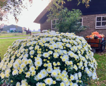 herfst arrangement